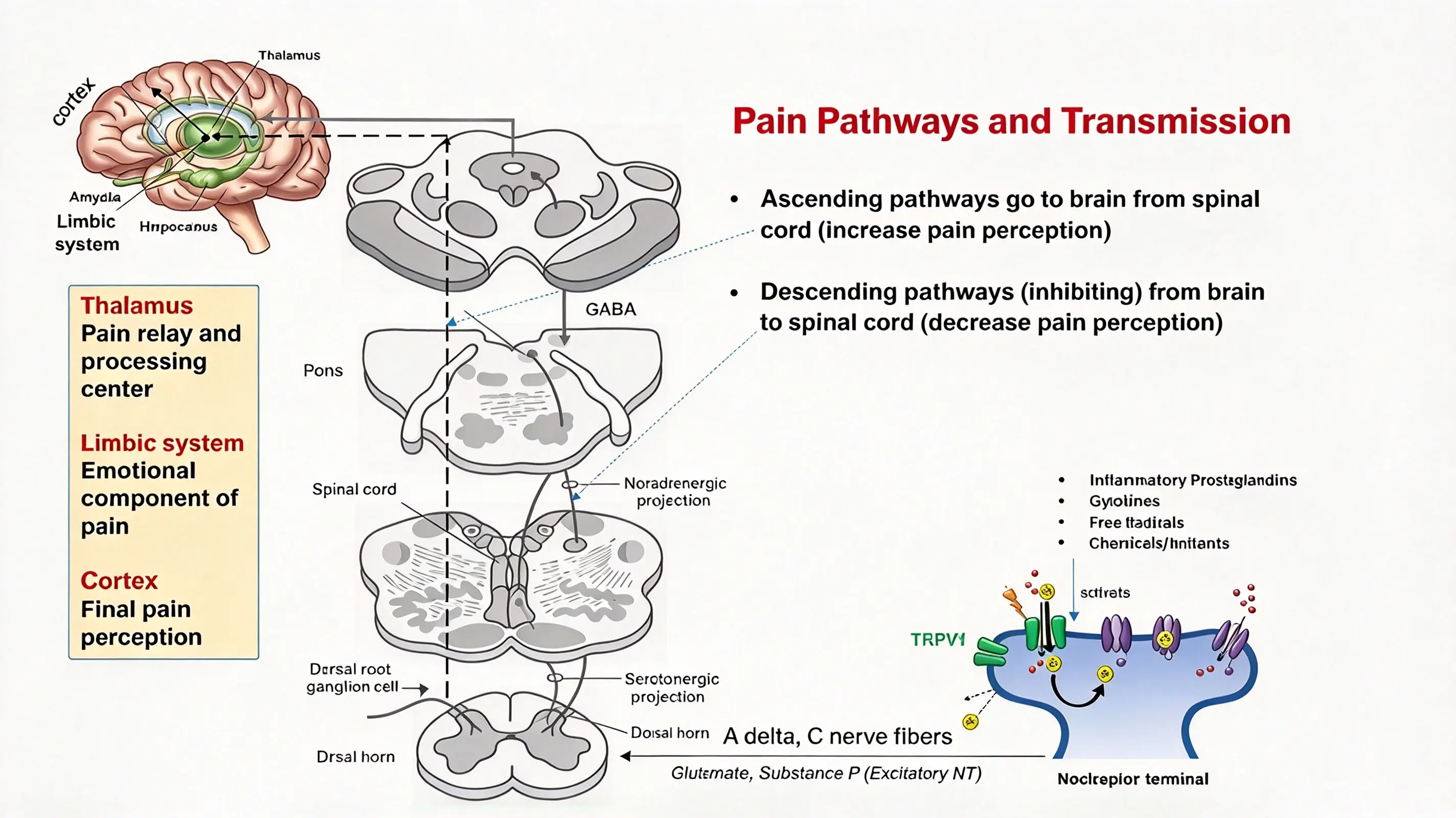 Pain factors at the neuroscience level