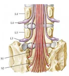 Lumbar intervertebral disc.webp