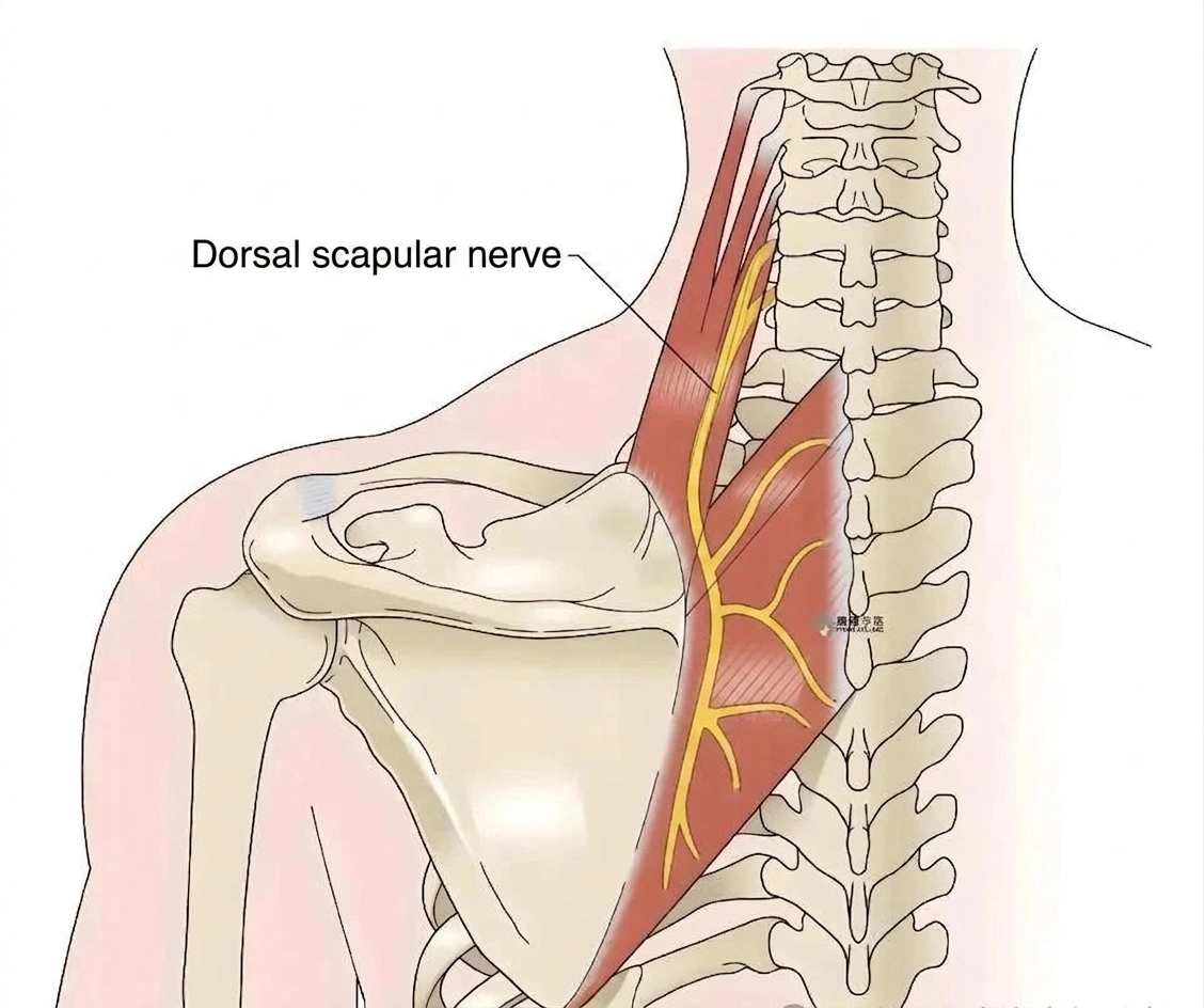 Dorsal scapular nerve