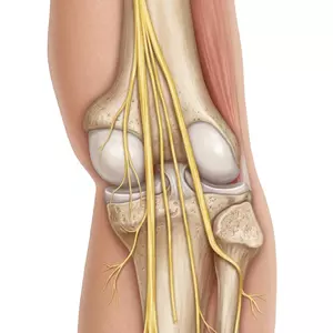 Common peroneal nerve at the proximal tibia (1).webp