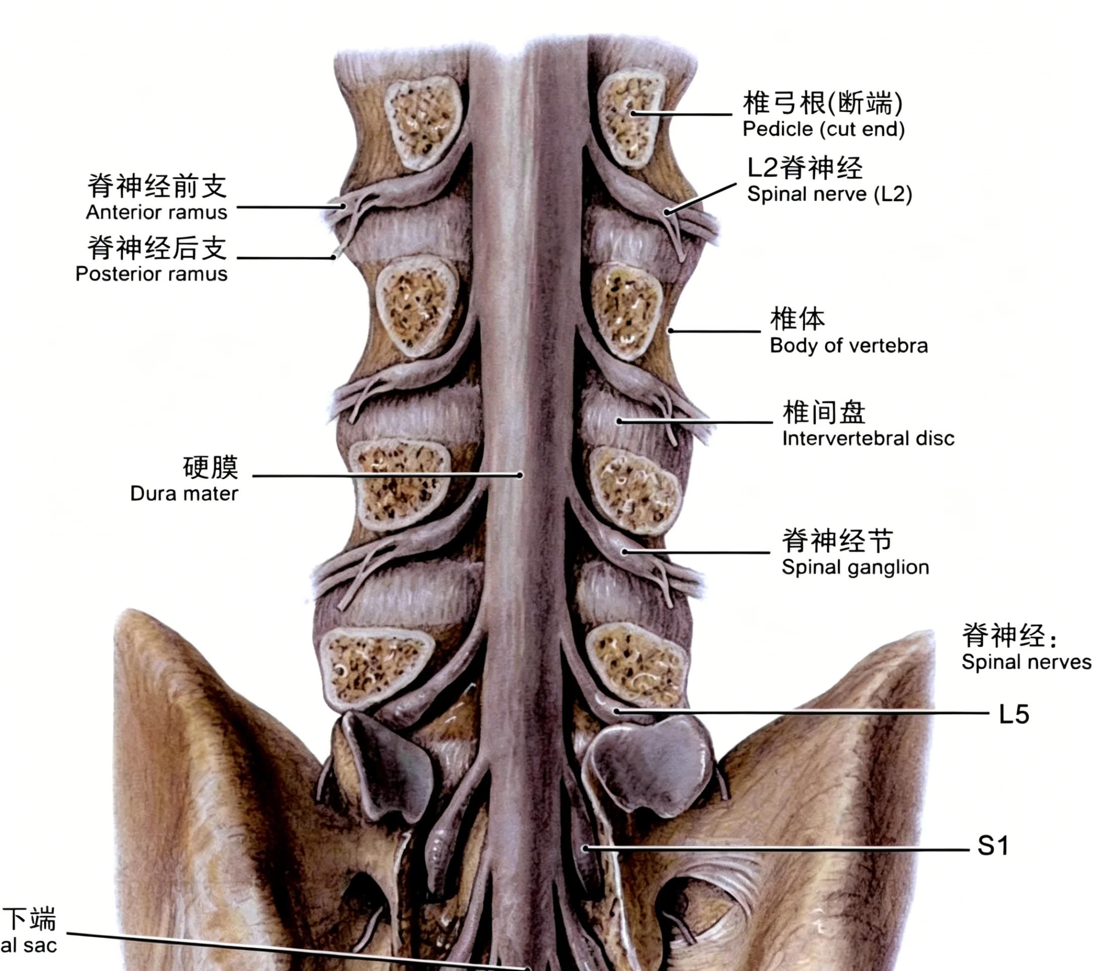 Lumbar disc nerve anatomy.webp
