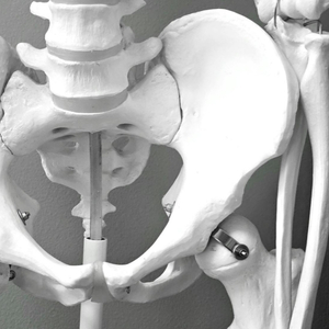 hip joint.jpg