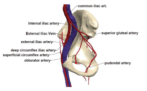 Pelvic and Vascular Structure.png