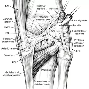 Right knee joint posterior view_副本.webp